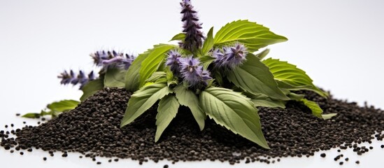 Pile of anise hyssop flowers with small black seeds. - obrazy, fototapety, plakaty