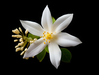 Jesmine&nbsp;flower in studio background, single&nbsp;jesmine&nbsp;flower, Beautiful flower images