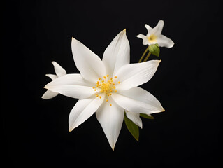 Jesmine flower in studio background, single jesmine flower, Beautiful flower images