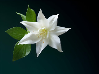 Obraz premium Jesmine&nbsp;flower in studio background, single&nbsp;jesmine&nbsp;flower, Beautiful flower images