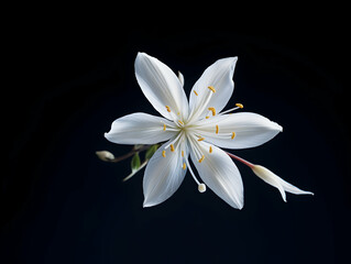 Naklejka premium Jesmine&nbsp;flower in studio background, single&nbsp;jesmine&nbsp;flower, Beautiful flower images