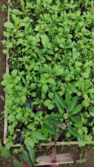 Green Collards In The Garden