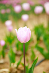 Fototapeta premium Spring blooming tulip field. Flowers tulips, Spring floral background.