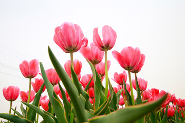 Spring blooming tulip field. Flowers tulips,  Spring floral background.