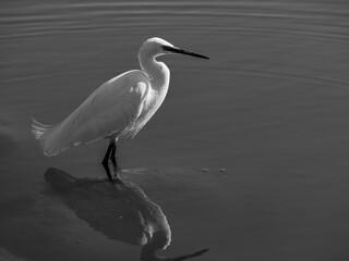 水辺にたたずむ白い鷺