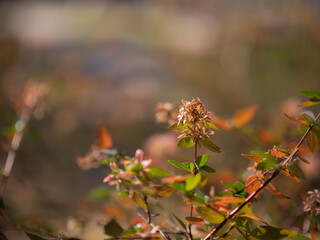冬の光を受ける木の葉　冬の彩り