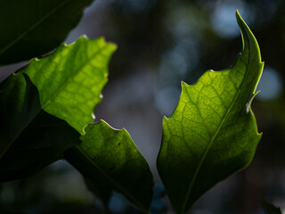 冬の光を受ける木の葉　冬の彩り