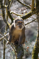 Wild Tibetan Macaque on branches