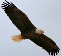 Beautiful Bald Eagle in Flight