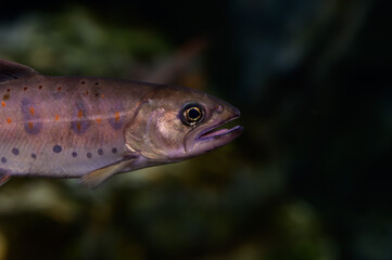 淡水魚である鮎のポートレート