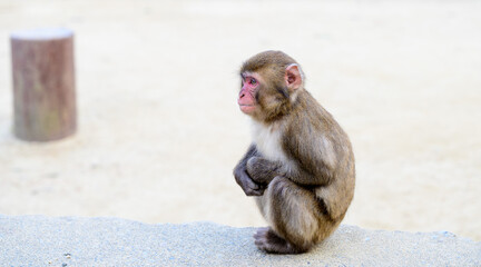 遠くを見つめる猿のポートレート