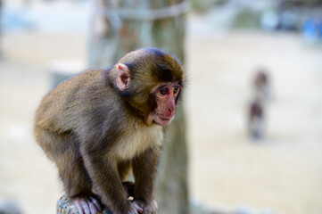 遠くを見つめる猿のポートレート