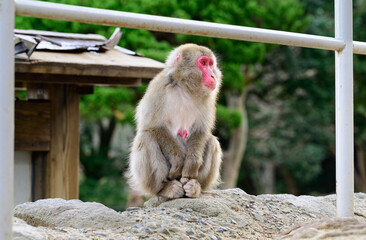 Fototapeta premium 遠くを見つめる猿のポートレート