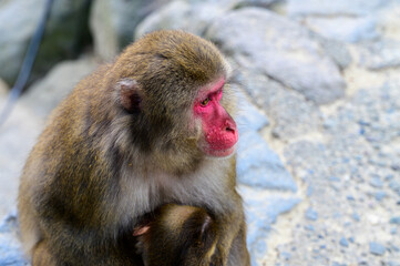 遠くを見つめる猿のポートレート