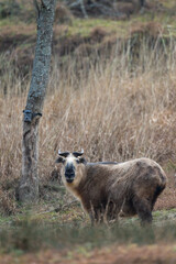 Wild Takin in Sichuan province, China
