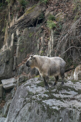 Wild Takin in Sichuan province, China