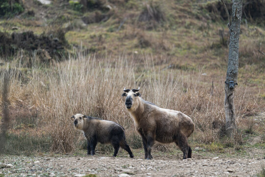 Wild Takin in Sichuan province, China