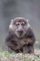 Tibetan Macaque portrait in closeup