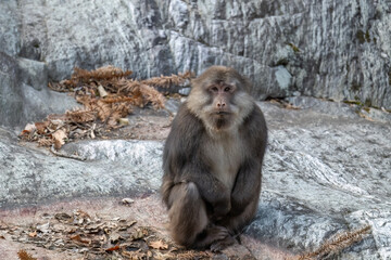 Tibetan Macaque portrait in closeup