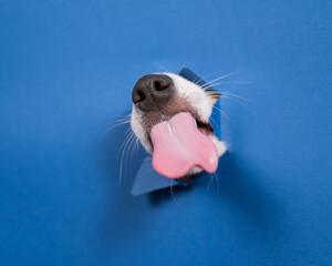 Jack russell terrier dog licks his nose and leans out of torn paper blue background. 