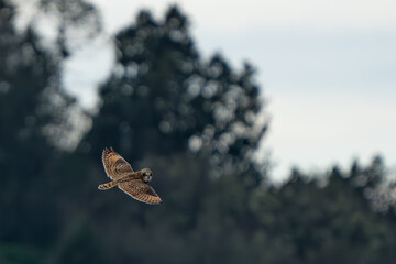 Short-Eared Owl Hunting on a Cloudy Winter Day