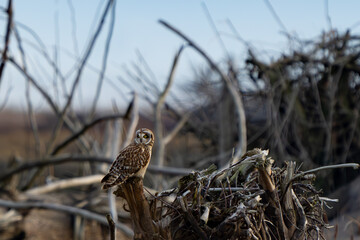Short-Eared Owl Hunting on a Cloudy Winter Day