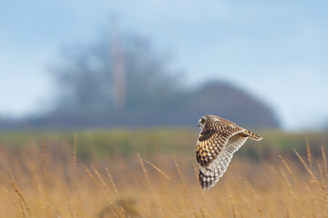 Short-Eared Owl Hunting on a Cloudy Winter Day