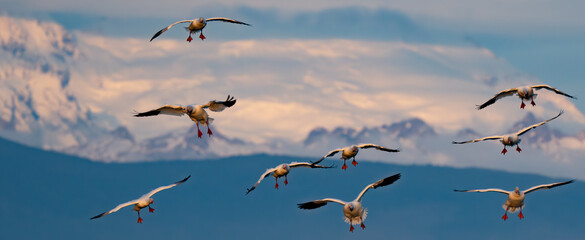 Snow Geese in Flight With Mount Baker Backdrop in Winter in Skagit Valley Washington