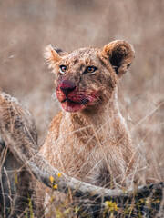 lion cub panthera leo