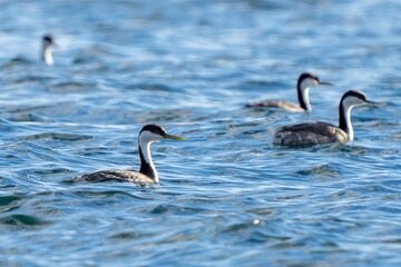 Western Grebes Swim in Puget Sound in Winter