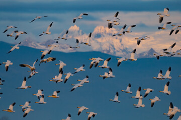 Snow Geese in Flight With Mount Baker Backdrop in Winter in Skagit Valley Washington