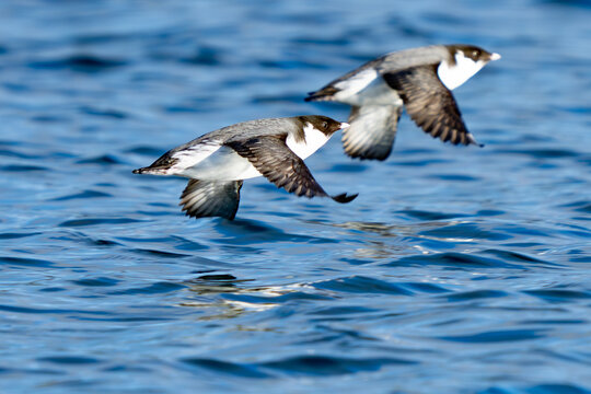 Ancient Murrelets in Flight in Puget Sound