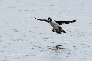 Barrow's Goldeneye Settles in for a Landing on Puget Sound