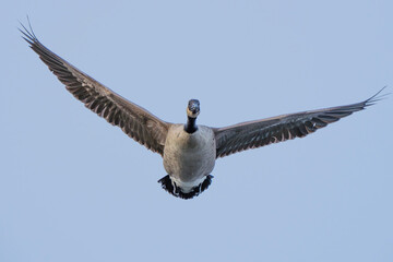 Canada Goose Passes Directly Over the Blind