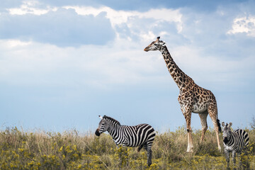 Obraz premium Herbivores in Africa
