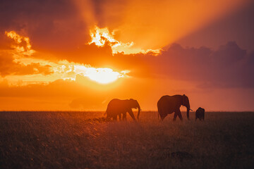 Family of Elephants during the Sunset © Nilushan