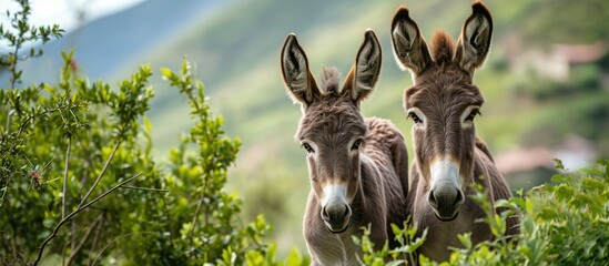 Donkeys, mother and offspring, in green environment, observing the camera. - obrazy, fototapety, plakaty