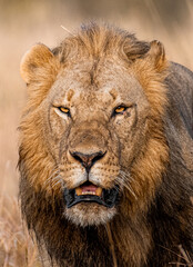Male lion portrait