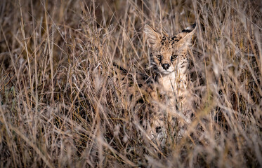 Serval through the grass