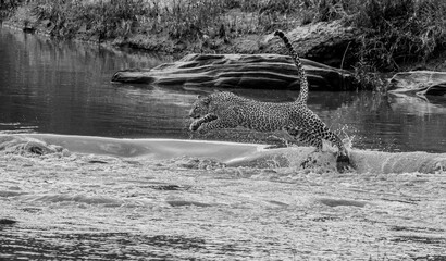 Leopard crossing the Mara River - Monochrome