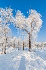 Rime landscape of urban forest in Daqing City, Heilongjiang Province, China.