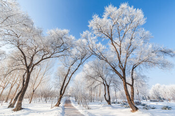 Rime landscape of urban forest in Daqing City, Heilongjiang Province, China.