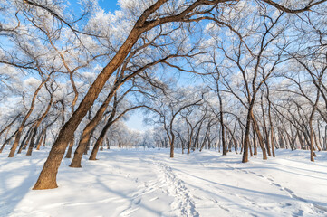 Obraz premium Rime landscape of urban forest in Daqing City, Heilongjiang Province, China.