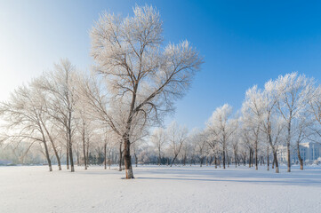 Rime landscape of urban forest in Daqing City, Heilongjiang Province, China.