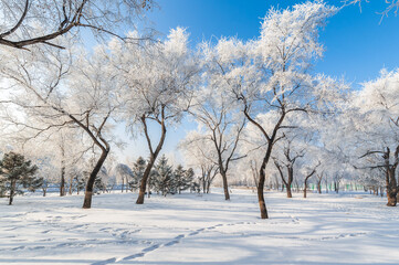 Rime landscape of urban forest in Daqing City, Heilongjiang Province, China.