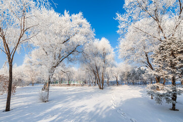 Rime landscape of urban forest in Daqing City, Heilongjiang Province, China.