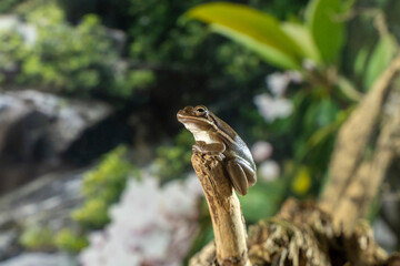 A tree frog is any species of frog that spends a major portion of its lifespan in trees, known as an arboreal state.