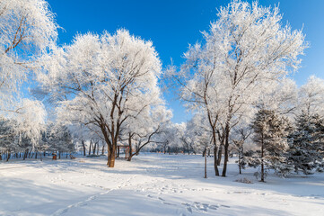 Rime landscape of urban forest in Daqing City, Heilongjiang Province, China.