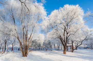 Rime landscape of urban forest in Daqing City, Heilongjiang Province, China.