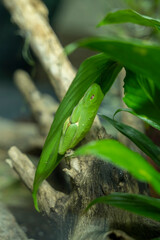 A tree frog is any species of frog that spends a major portion of its lifespan in trees, known as an arboreal state. 